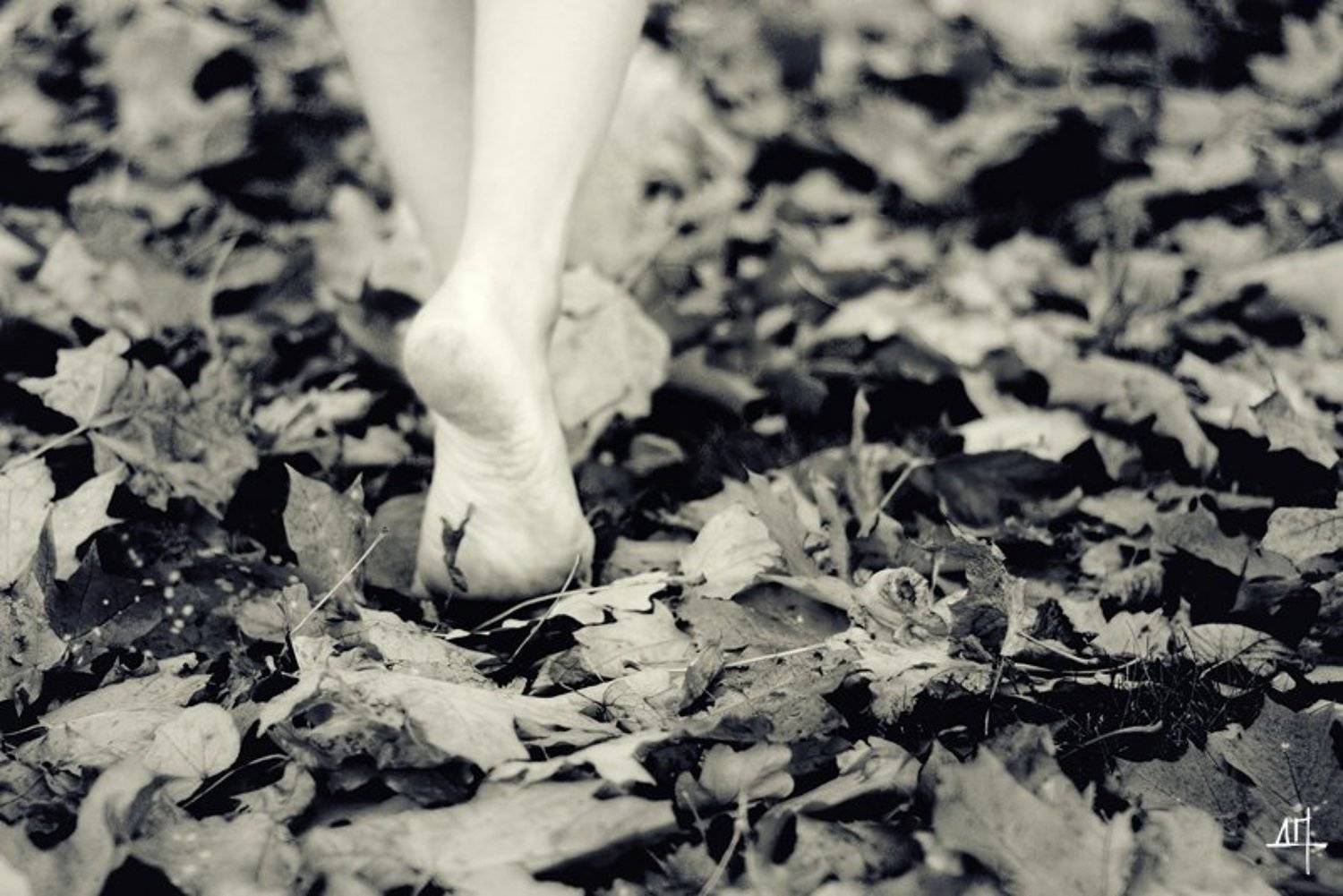 , Дмитрий Плотникофф