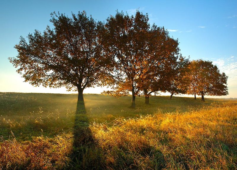 золотая, осень *** фото превью