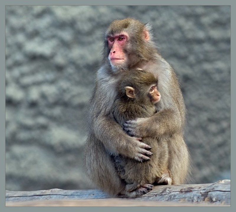 обезьяна,малыш Дитятко фото превью