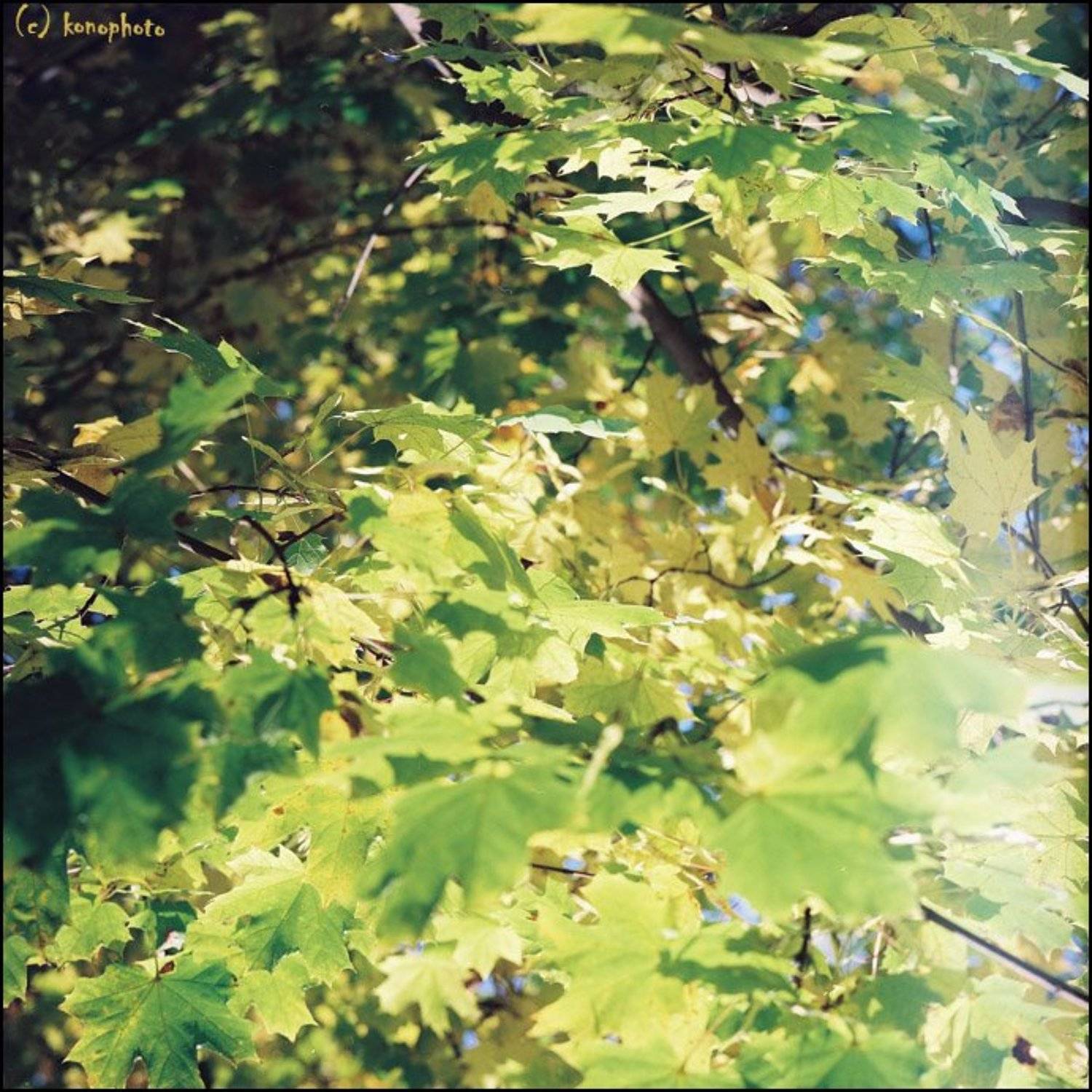 пленка, 6х6, Демьяненко