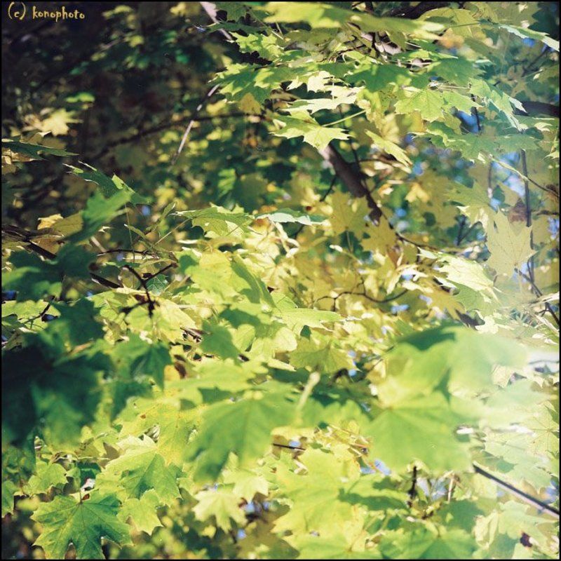 пленка, 6х6 _осеняя палитра фото превью