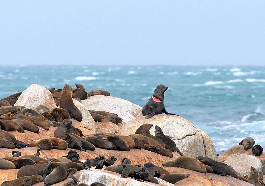, Владимир Кучеренко