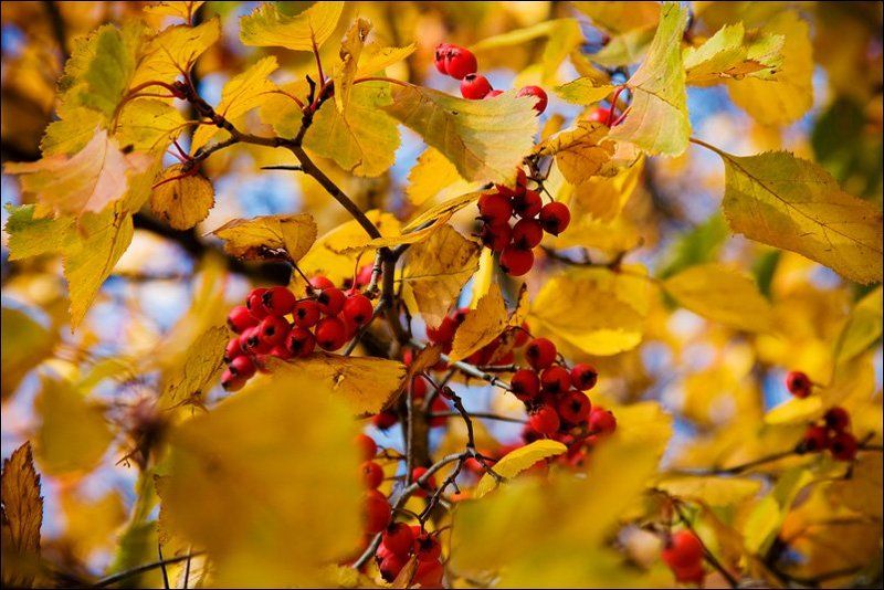 осень, москва, небо, листья, солнце, останкино Московская осень фото превью