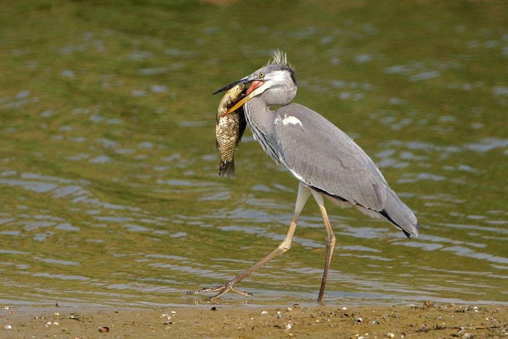 , Владимир Кучеренко
