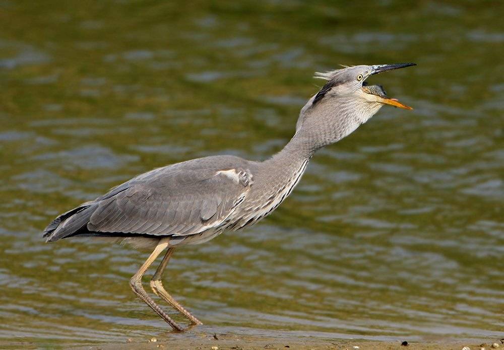 , Владимир Кучеренко