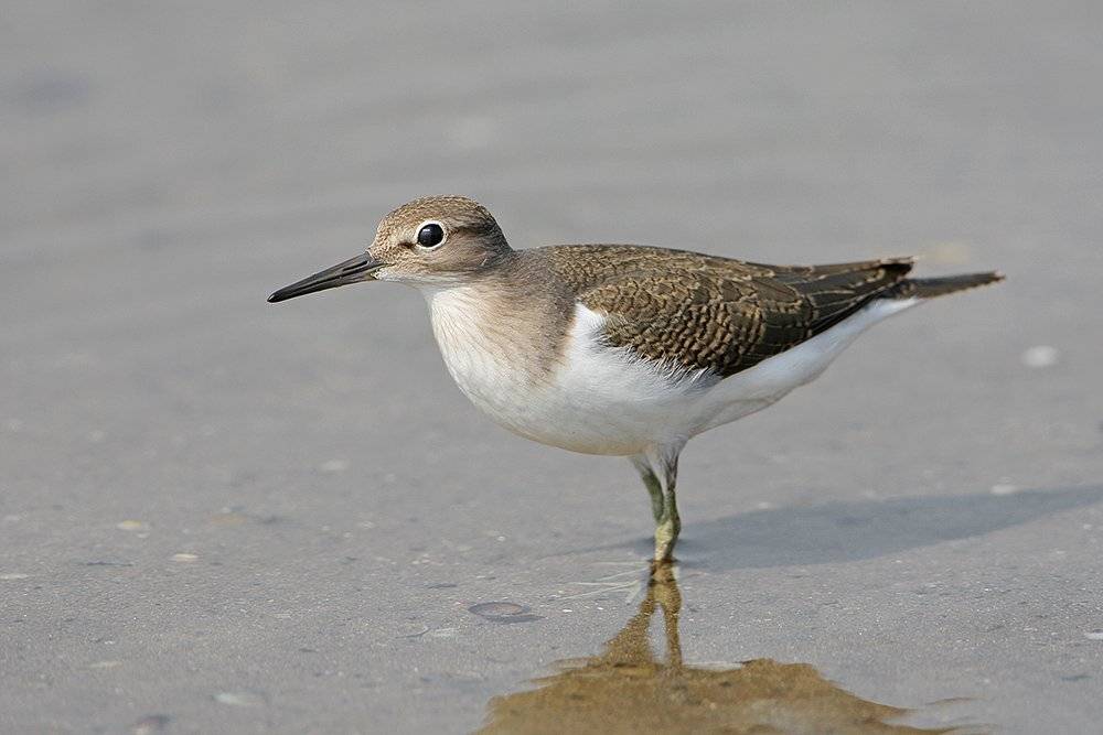 , Владимир Кучеренко