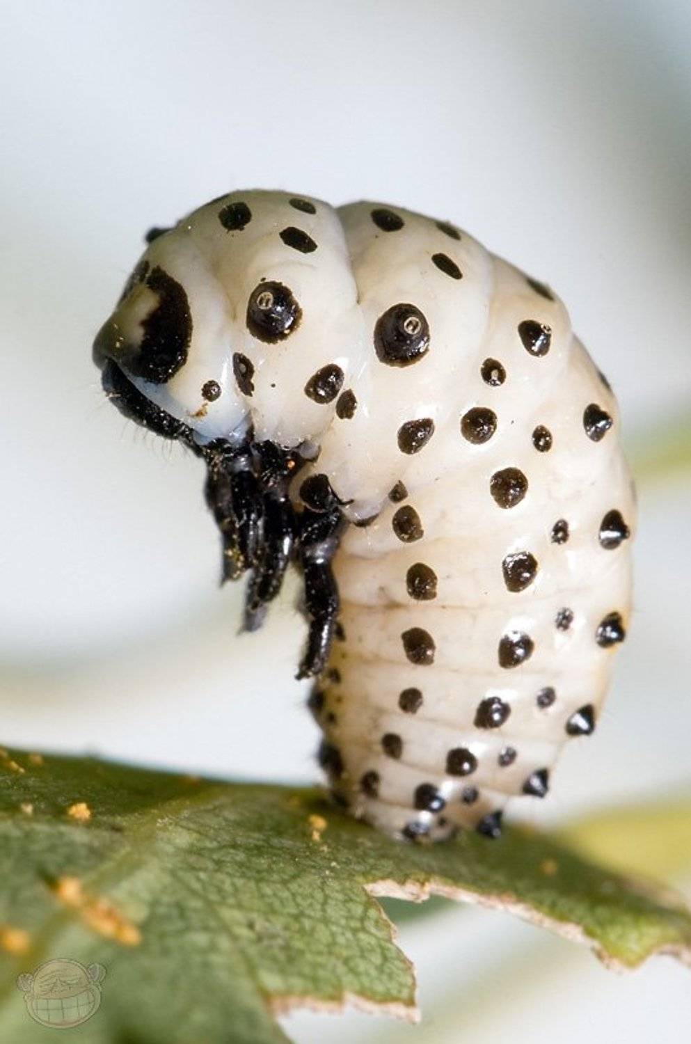 гусеница, макро, листоед, Amazon-san