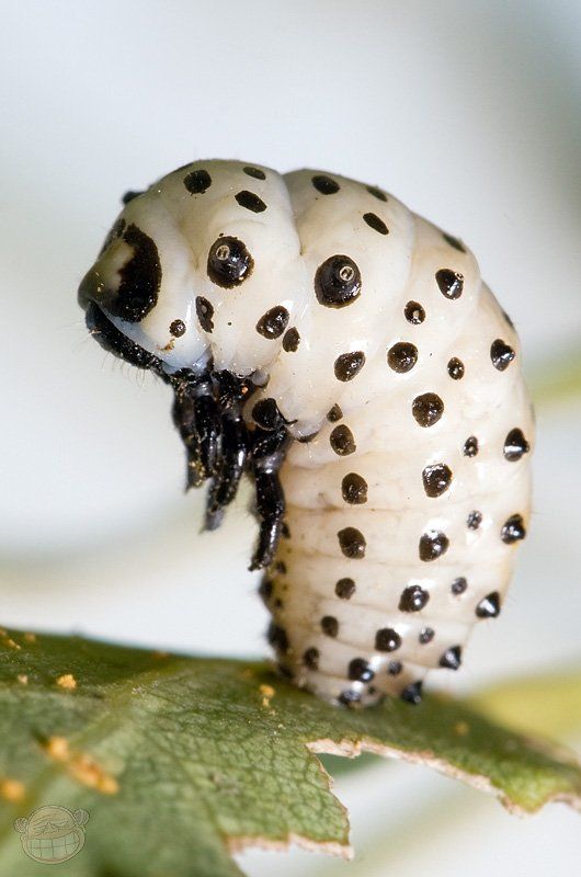 гусеница, макро, листоед Пенсионерка фото превью