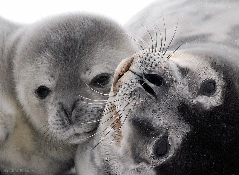 тюлень, антарктика Идиллия фото превью