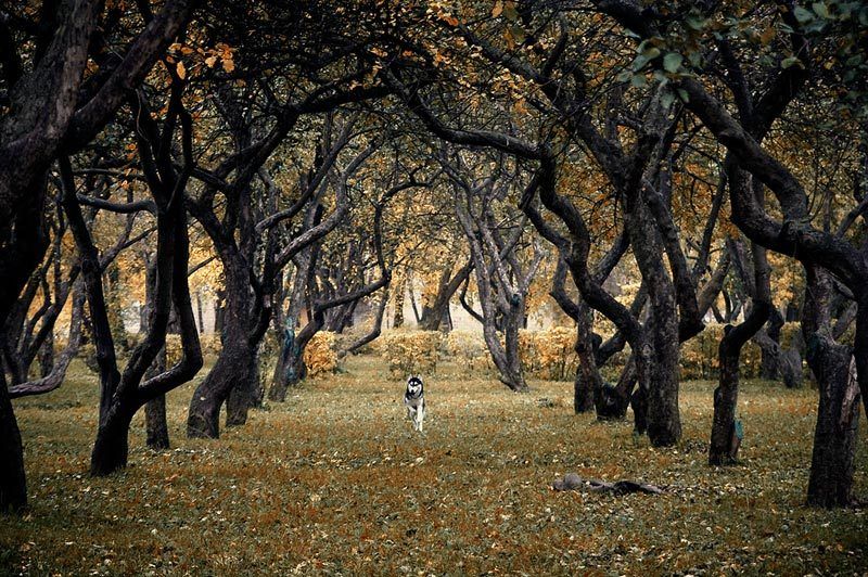 Яблоневый сад... фото превью