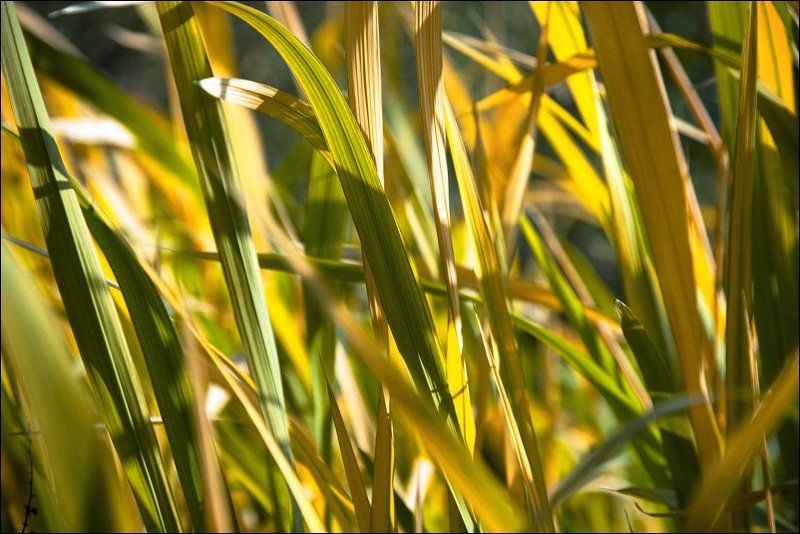 осень, трава, wallpaper XP Wallpaper фото превью