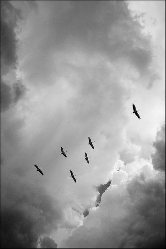 Журавли. Уходит лето