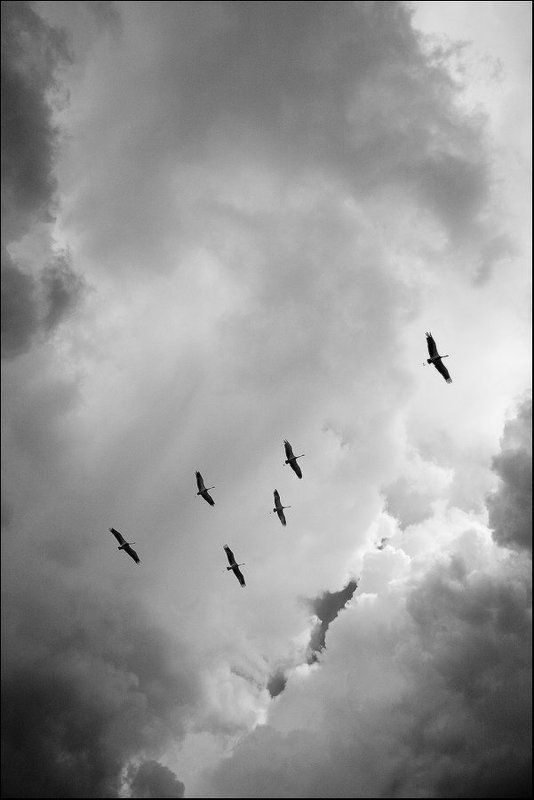 faniz, небо, осень, журавли Журавли. Уходит лето фото превью