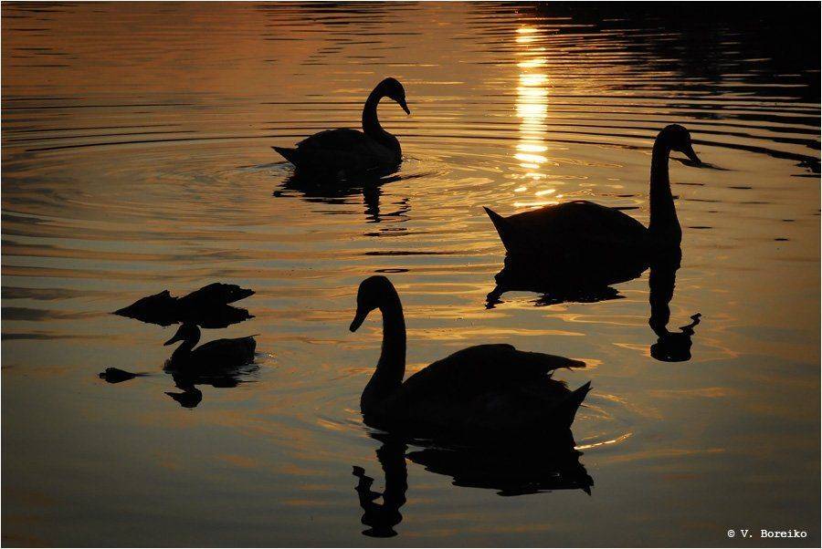 лебеди, Вадько