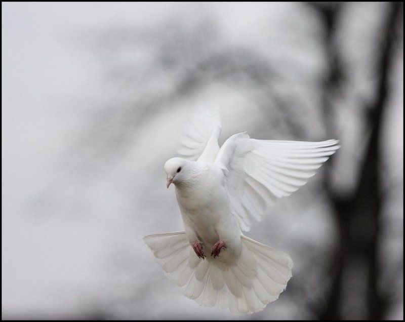 Птичка... фото превью