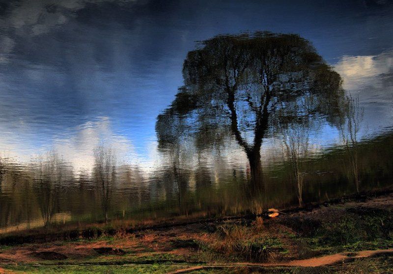 дерево, вода В воде фото превью