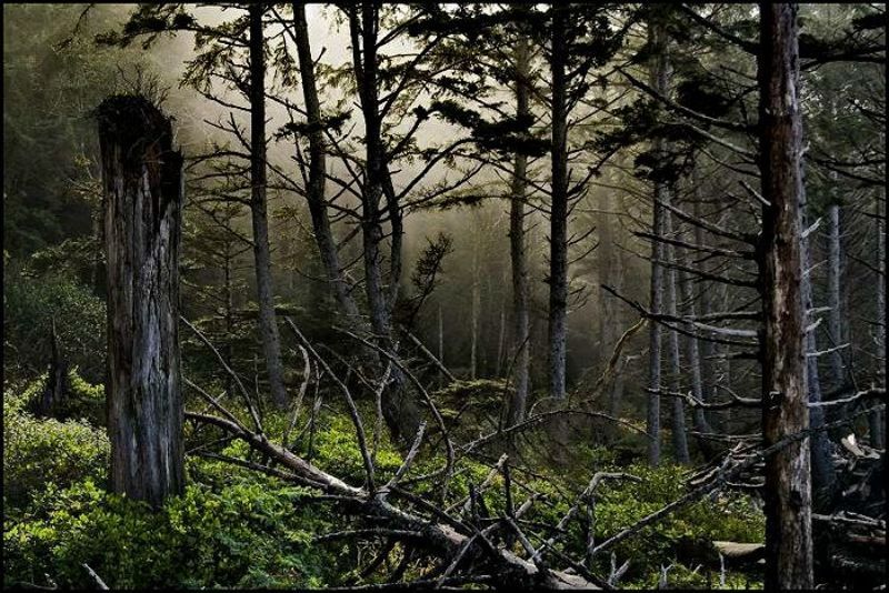 Дебри... фото превью