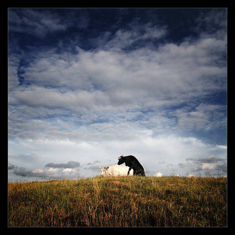 коровы, Karlis Keisters