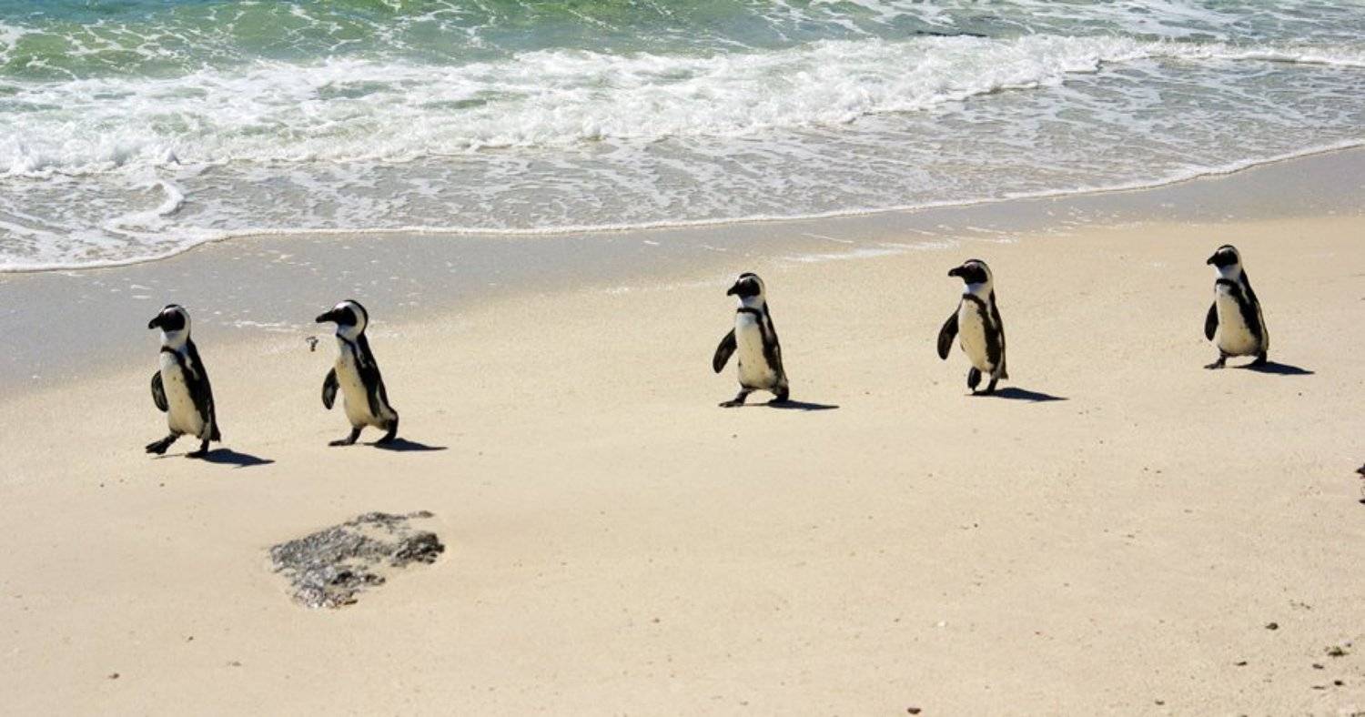 сусанин, африка, пингвин, Leonid Shtishevskiy