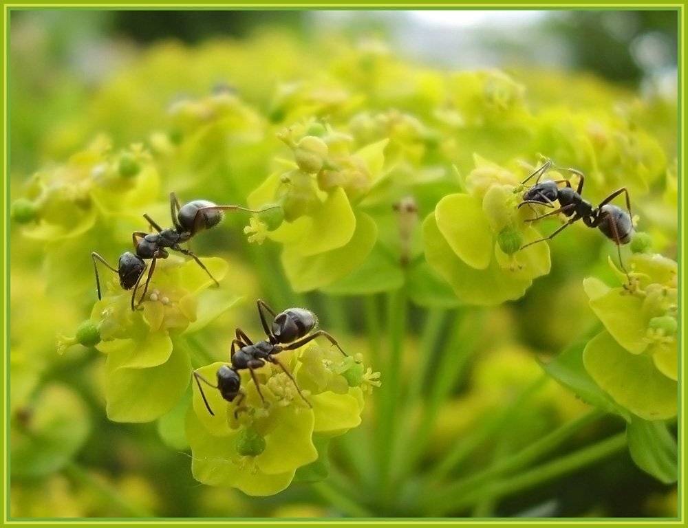макро,муравьи,муравей,цветок, Ольга Хлуднева