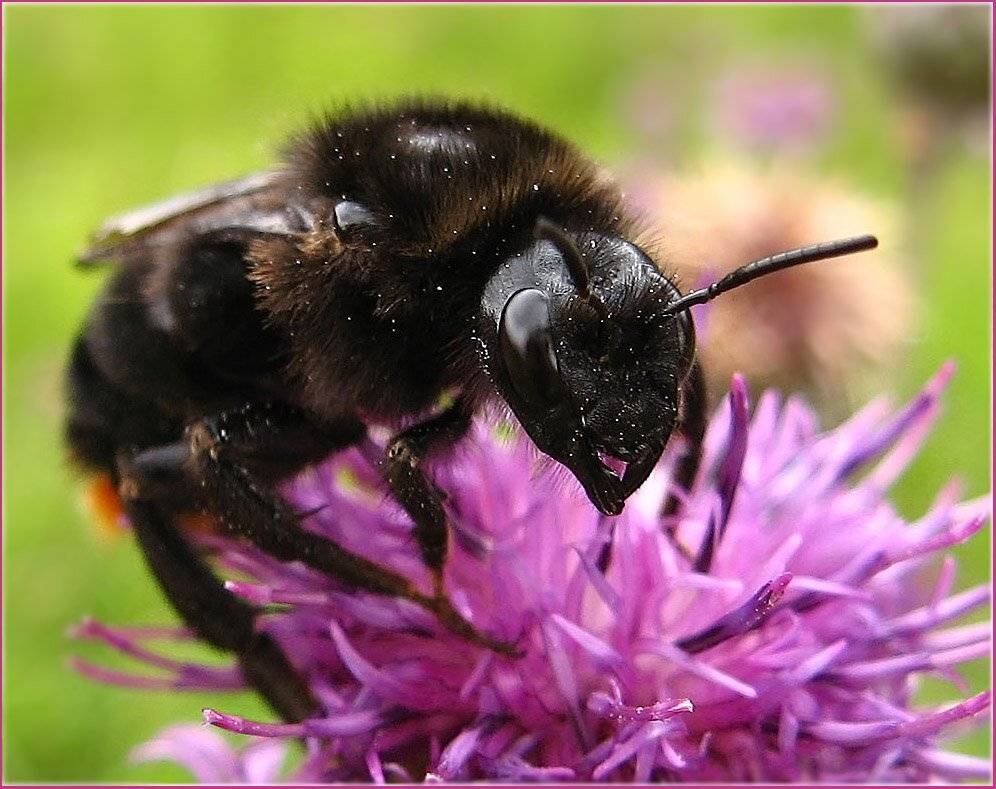 шмель, КарОл