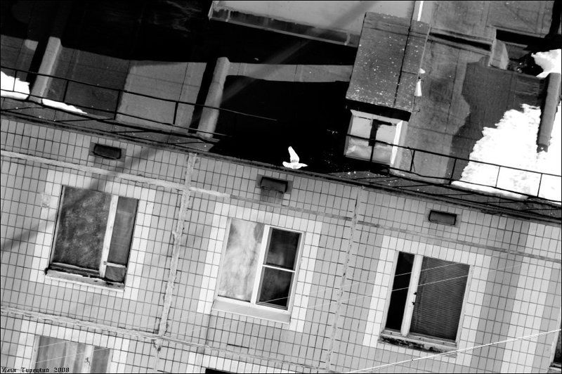 мир, дом, голубь Мир вашему дому фото превью