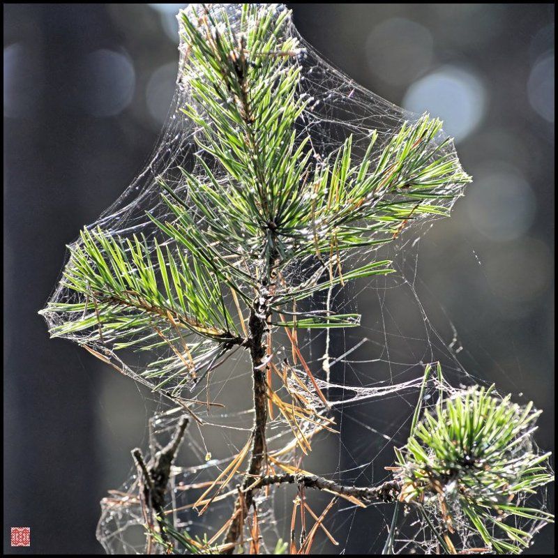 Подготовка к зиме фото превью