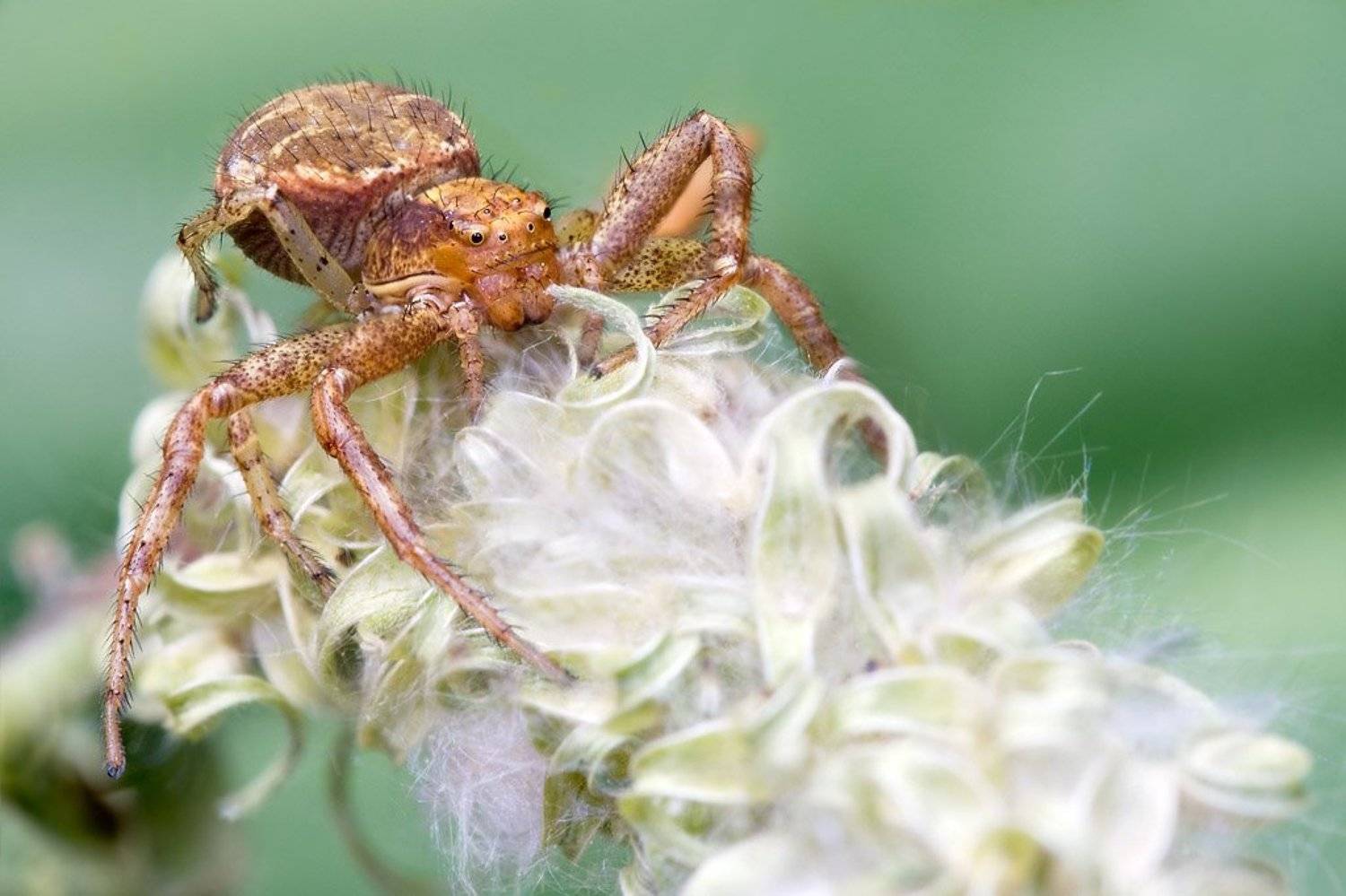 spider, macro, бокоход, Amazon-san