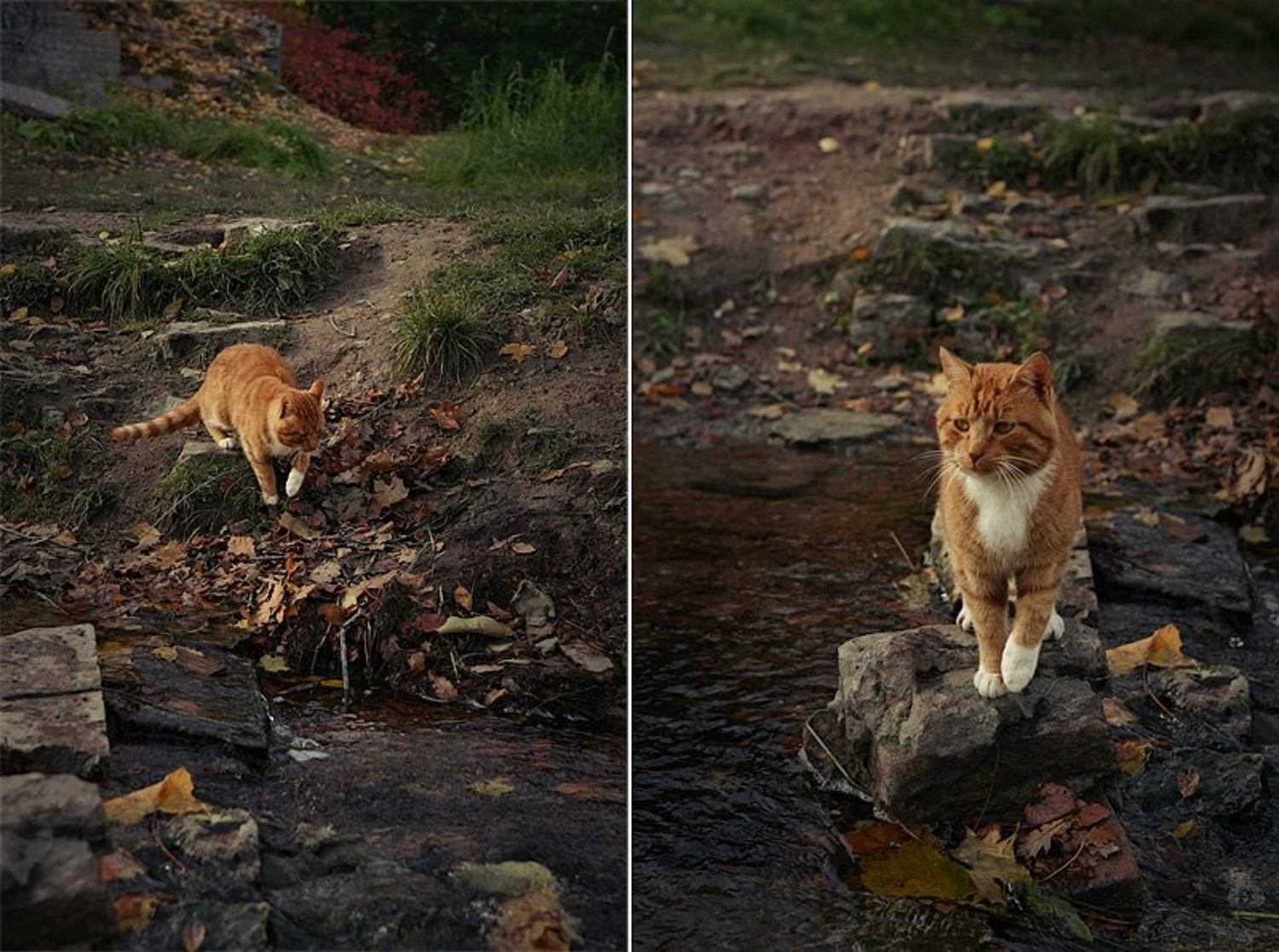 петергоф, кот, рыжий, в брод, по воде, Darn Cat