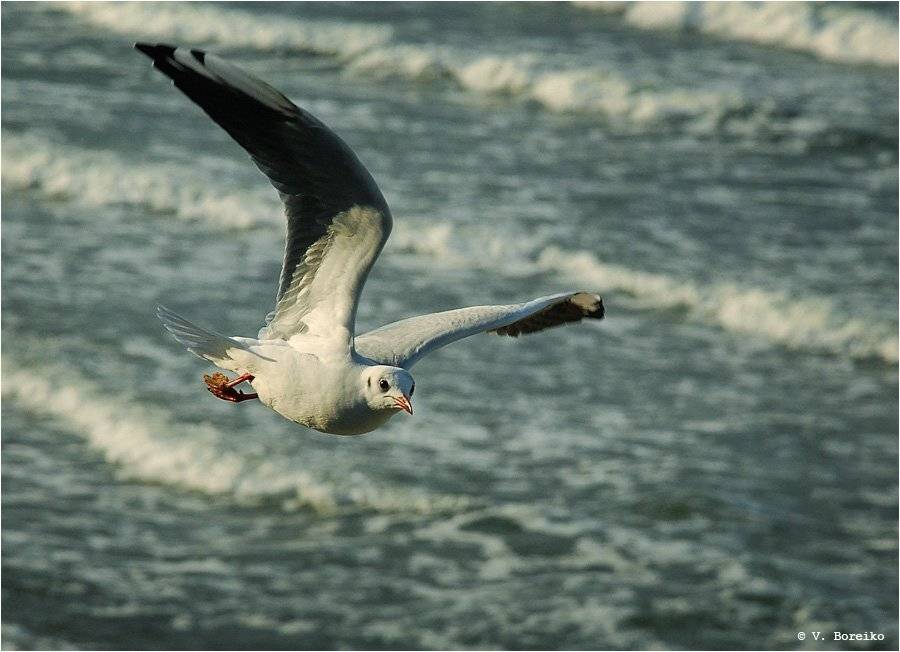 чайка, балтика, Вадько