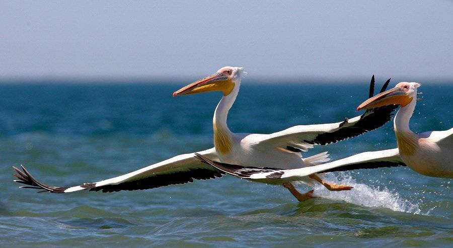 , Владимир Кучеренко