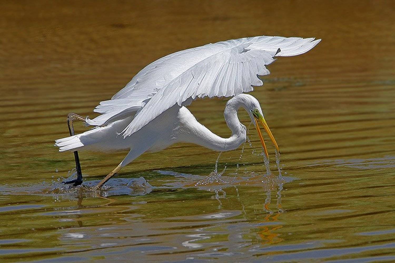 , Владимир Кучеренко