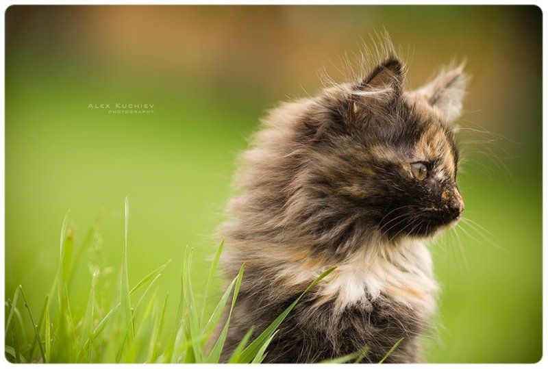 котенок, фото, мяу, nikon, d200 Мяу фото превью