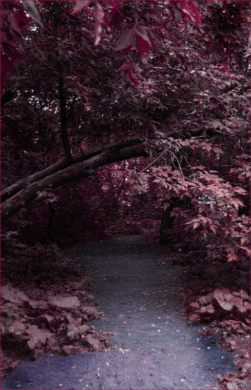 crimson, photoshop Малиновое настроение фото превью