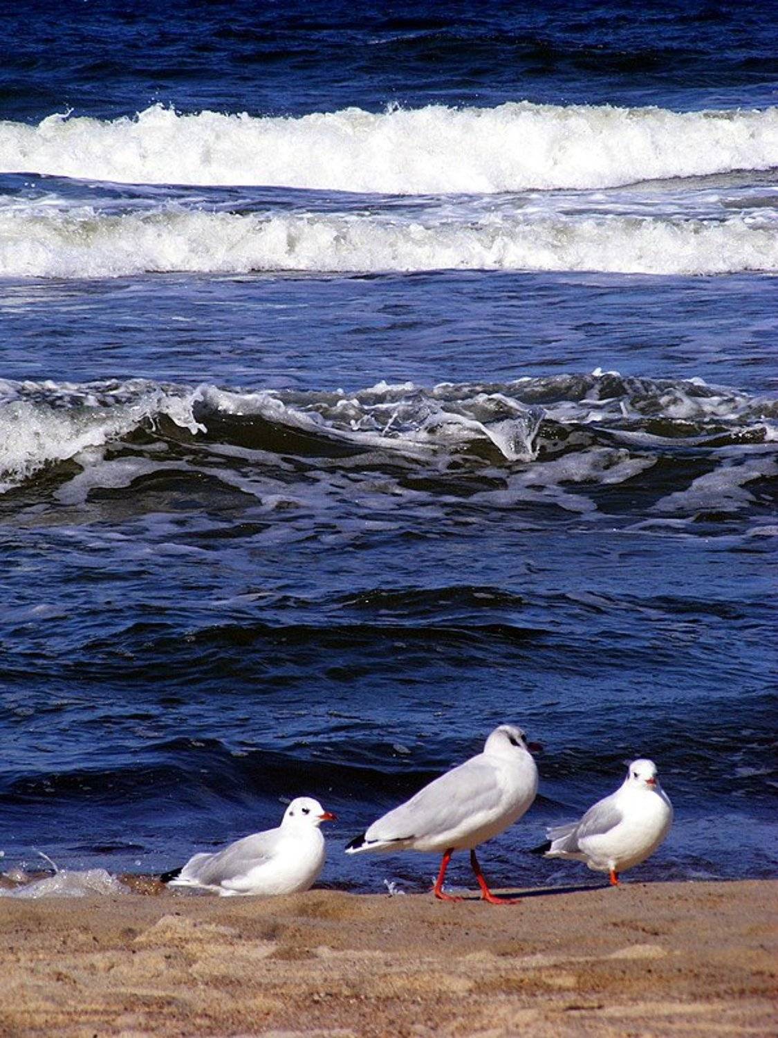чайки, светлогорск, балтика, море, берег, шторм, волны, ветер, Andi