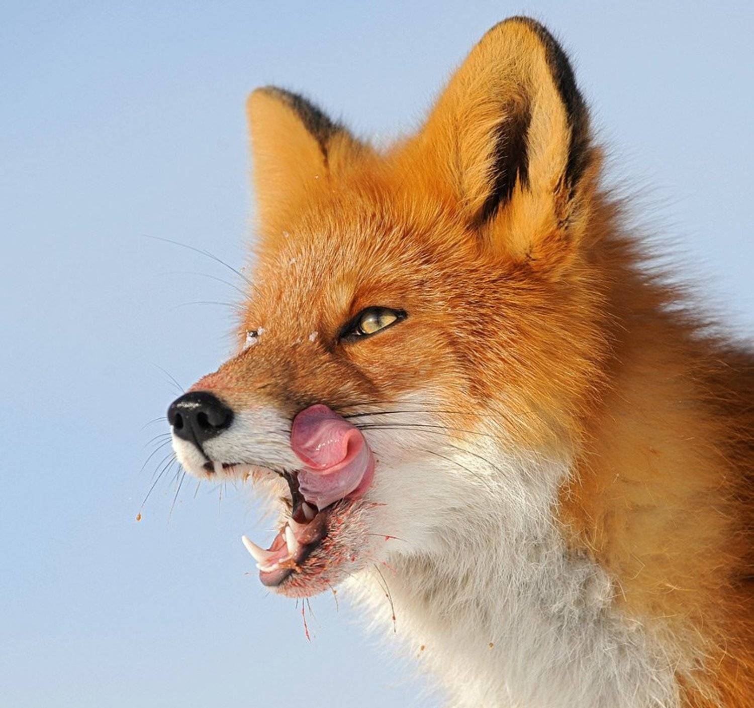 лиса, горшков, fox, gorshkov, Sergey Gorshkov