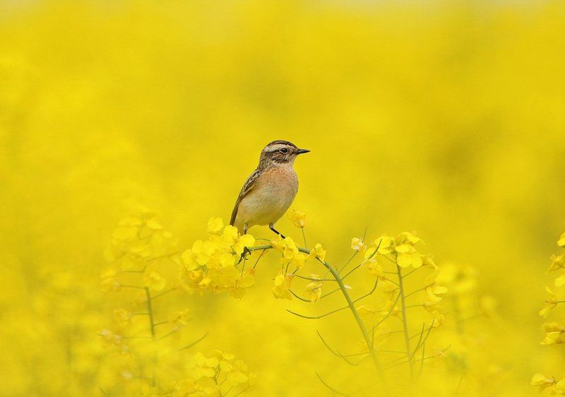 Чеканная РАПСодия фото превью