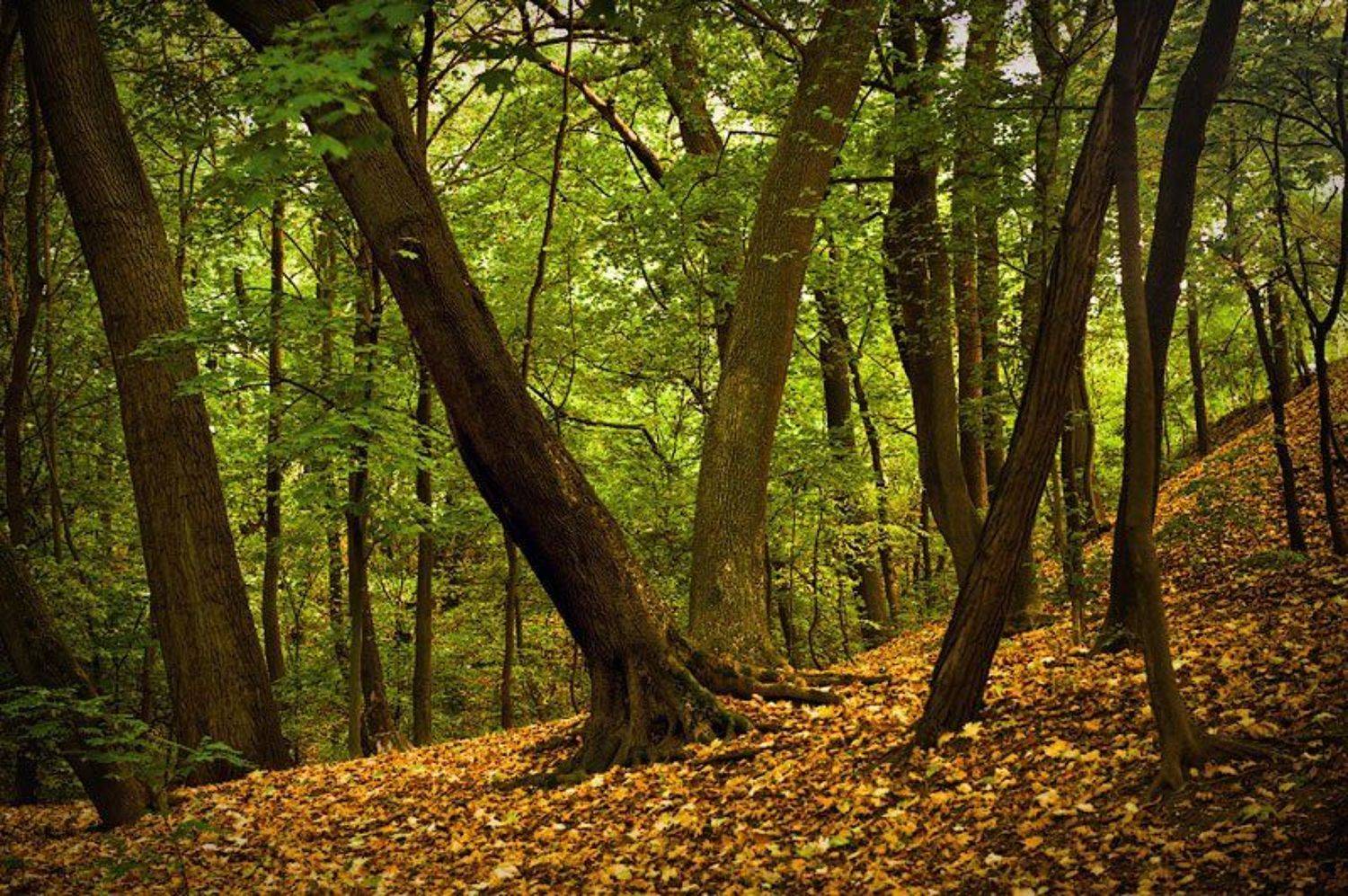 осень, Марк Пономаренко