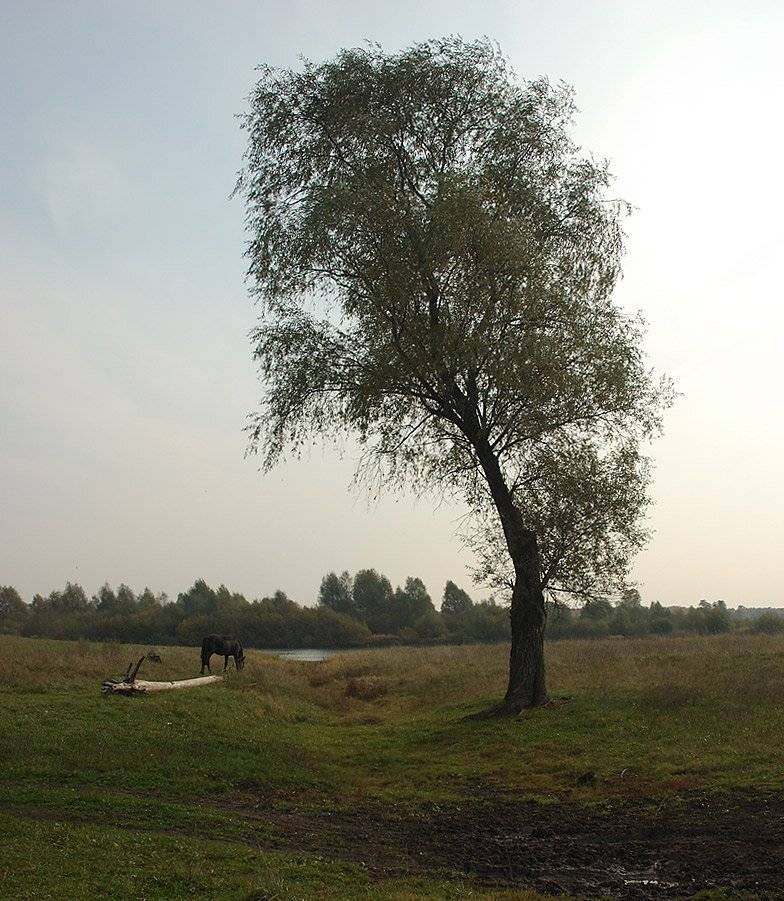 деревня, лошадь, дерево, Ildar