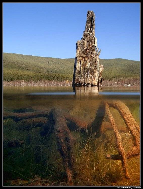 озеро, вода, пень, корни, бурятия, Игорь Глушко