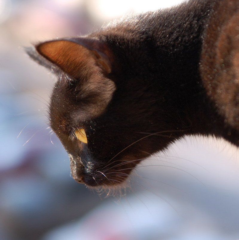 кошка Где же ты... фото превью