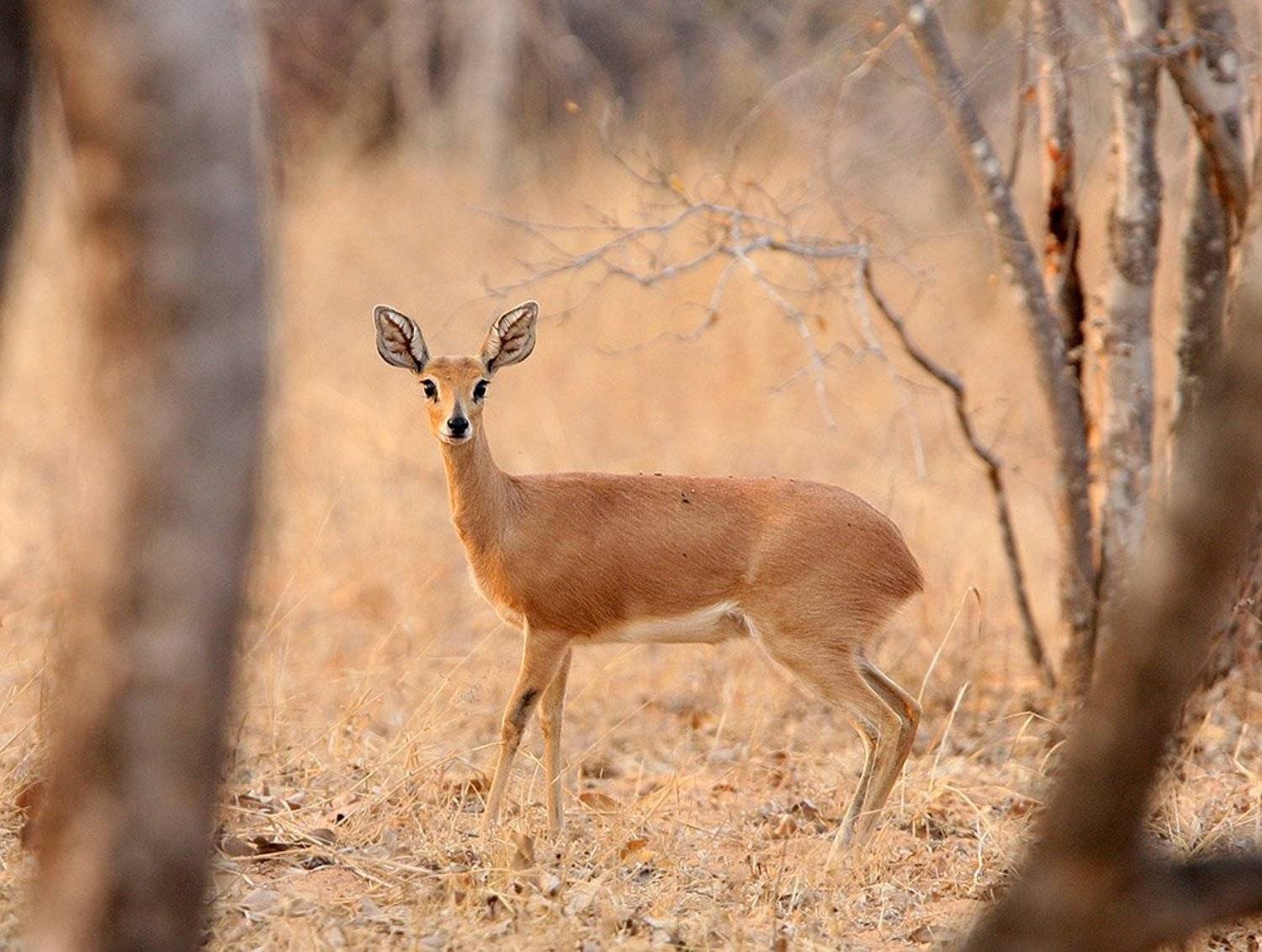 , Владимир Кучеренко