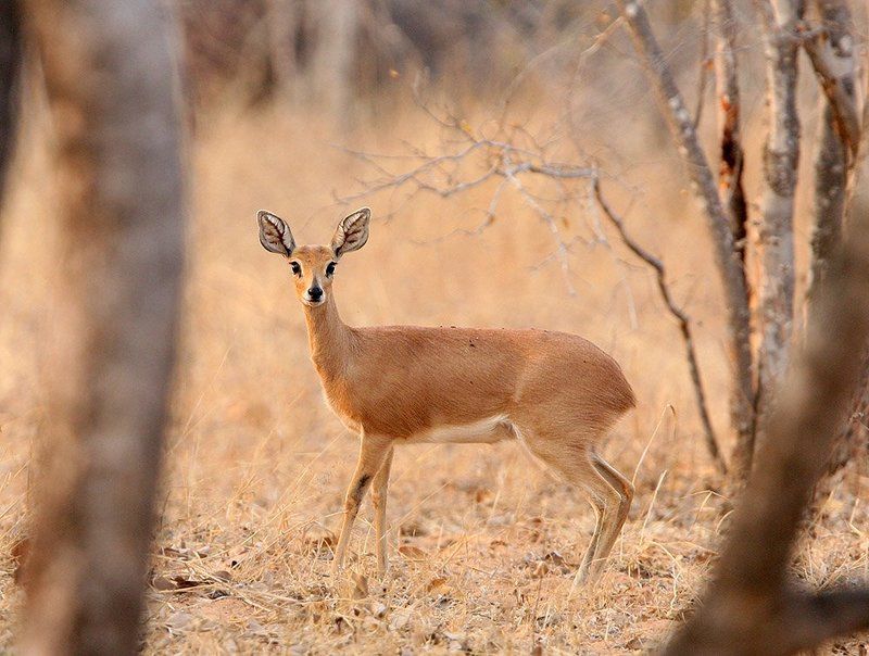 Насторожившаяся фото превью