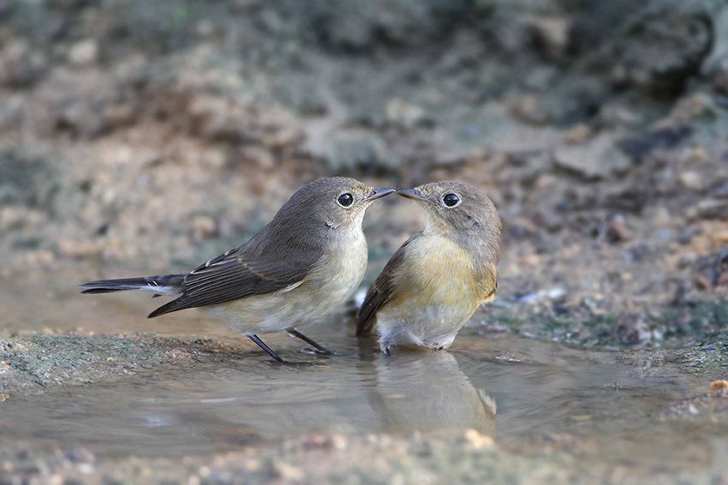 , Владимир Кучеренко