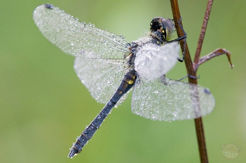 odonata, стрекоза, макро, утро, парк, Amazon-san