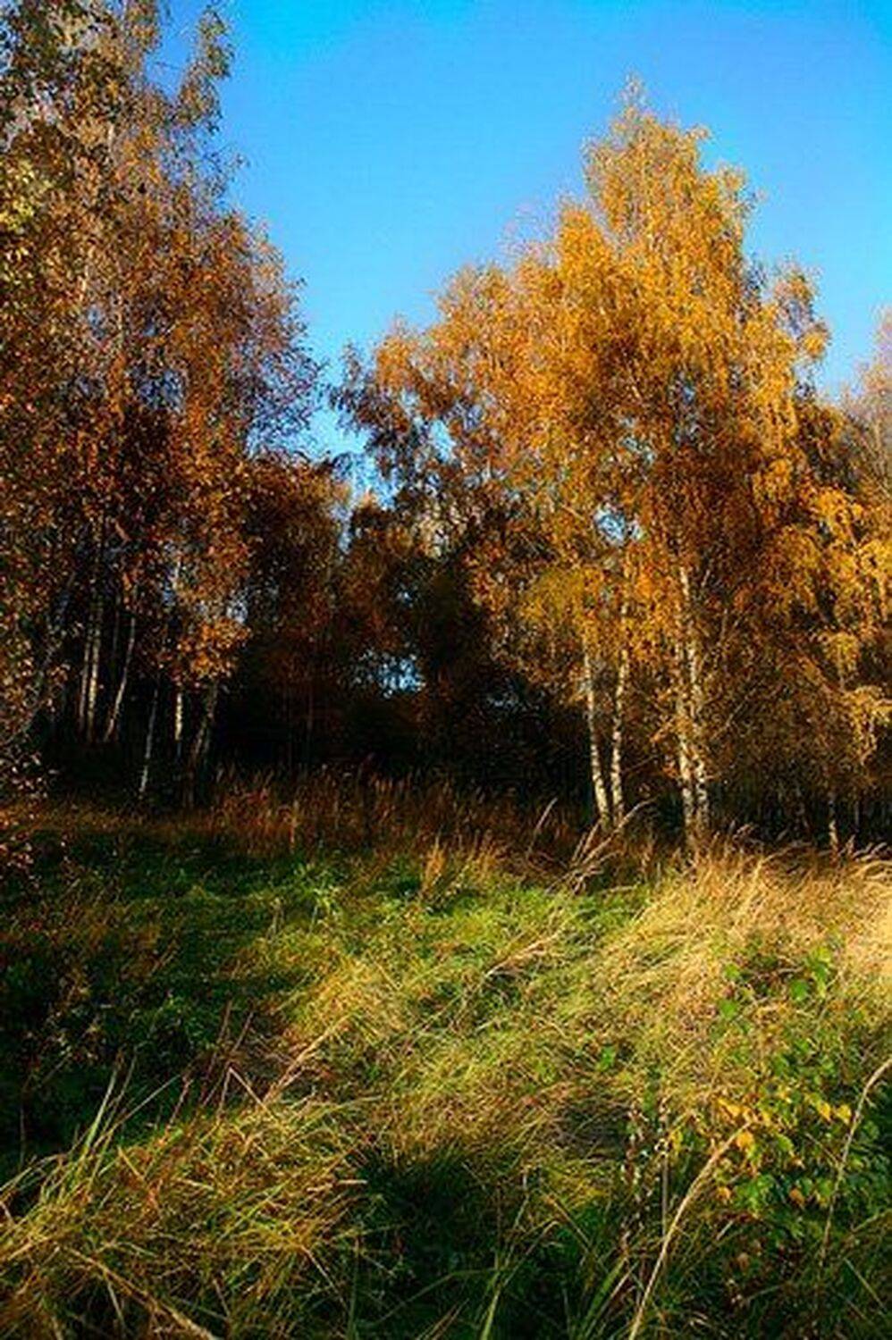 осень, береза, Freya