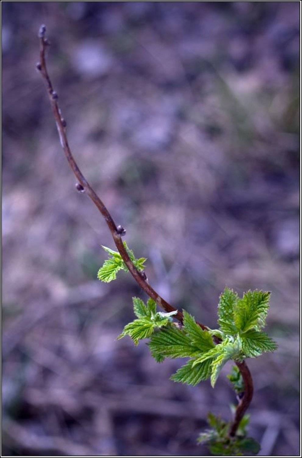 зелень, весна, фиолетовый, 50/1.8, природа, Полина Грибанова