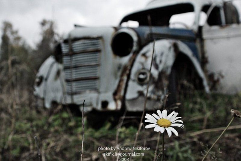 ромашка фото превью