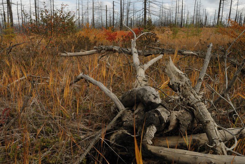 сахалин, осень, пейзаж Сахалин. Болото фото превью