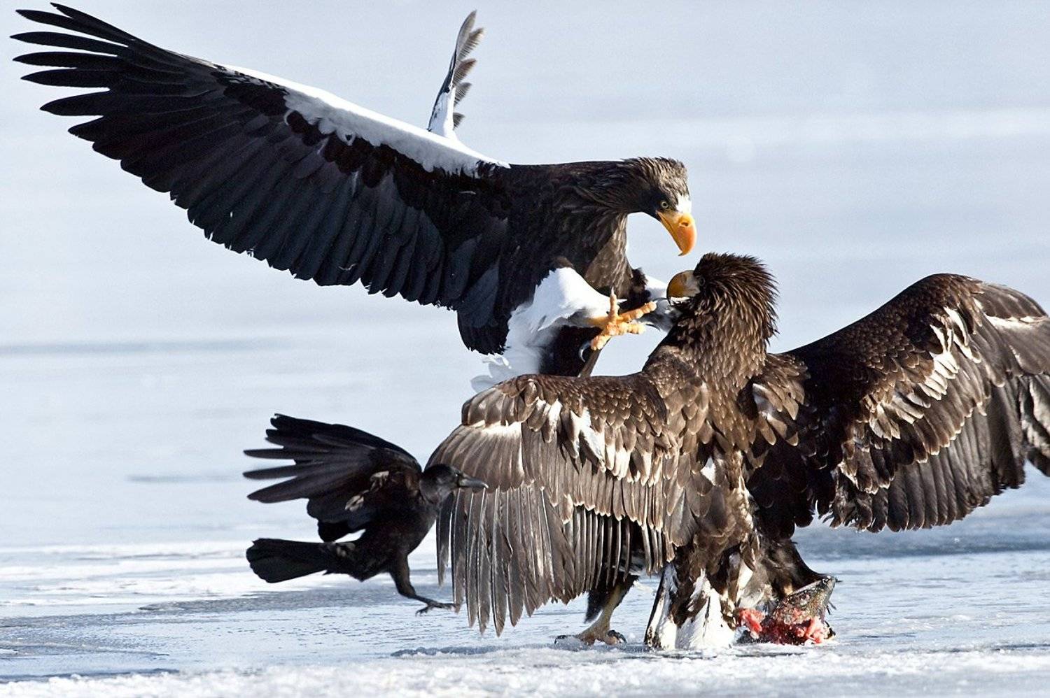 stellers-sea-eagle, белоплечий, орлан, , горшков, gorshkov, Sergey Gorshkov